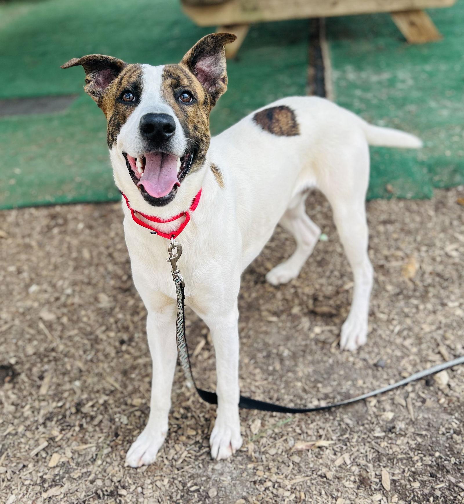 Ichabod (Bio ✅), Adoptable, Adult Male Terrier.