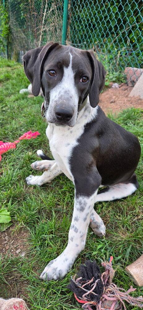 Louie, Adoptable, Puppy Male Hound & Pointer.