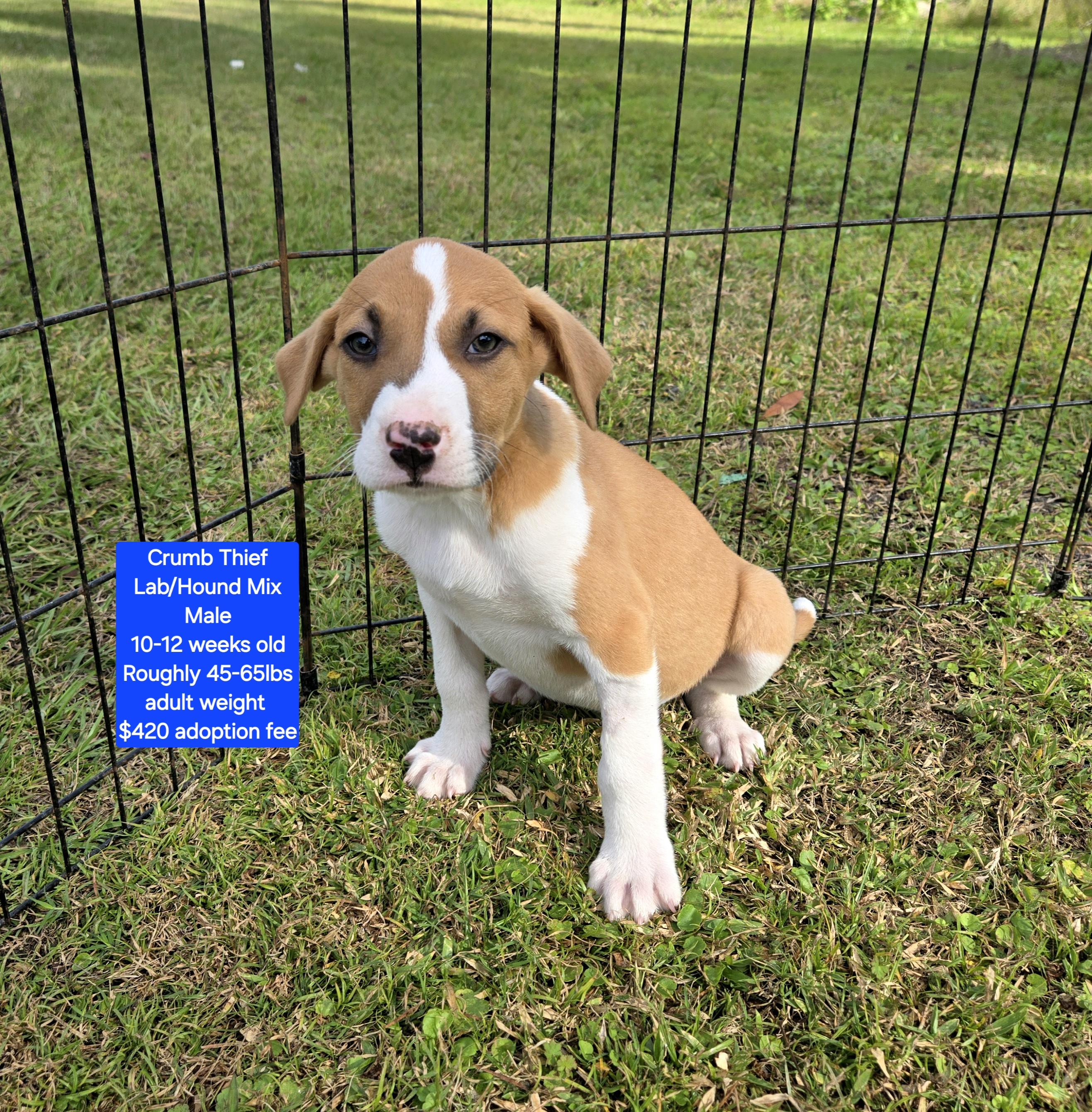 Enlarge Crumb Thief, a ADOPTABLE mixed breed in Oviedo, FL image 1/1