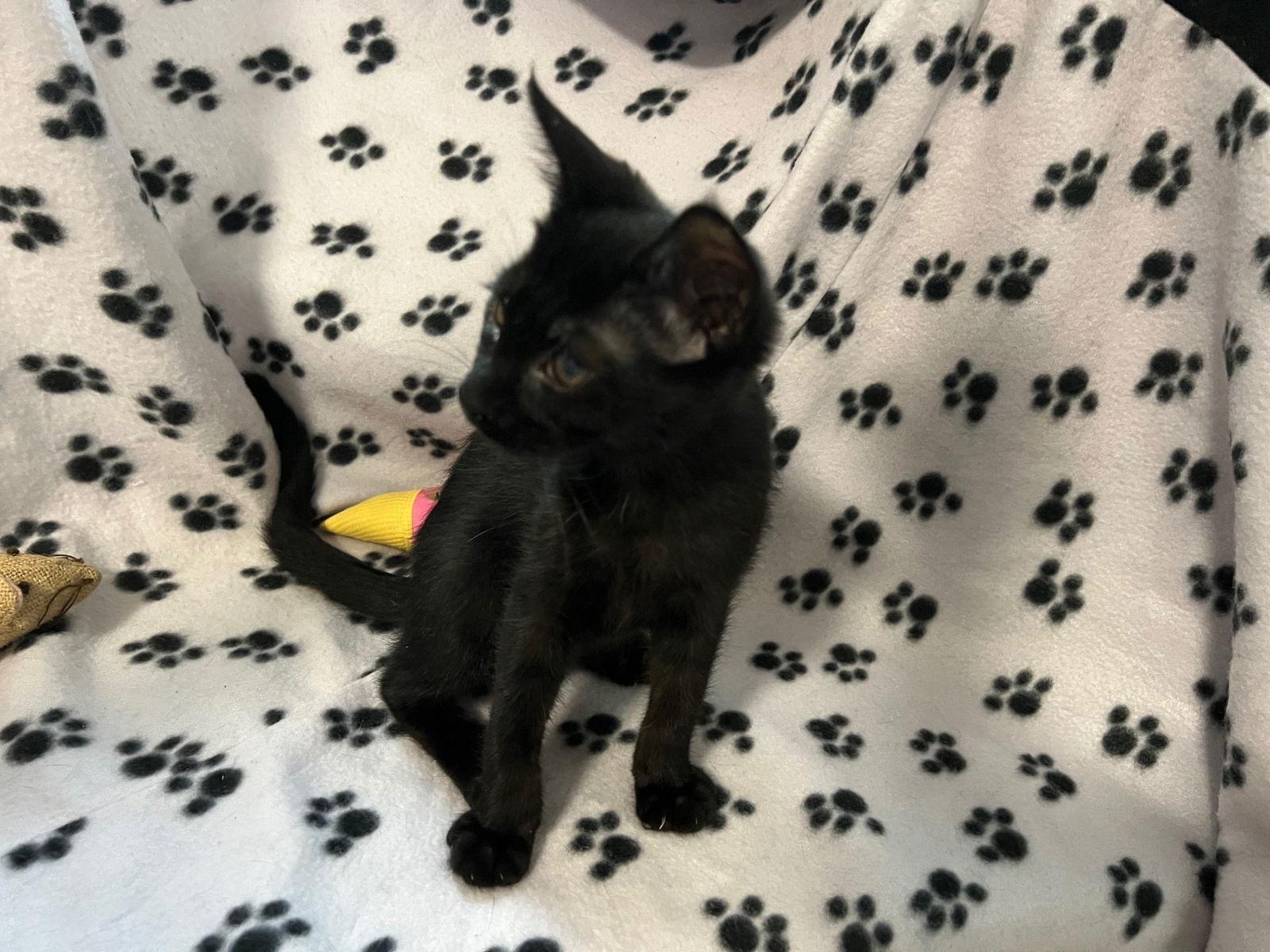 Jinxy, Adoptable, Kitten Male Domestic Short Hair.