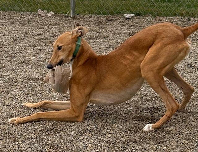 Enlarge Redford, a Adoptable mixed breed in Westerville, OH image 4/6