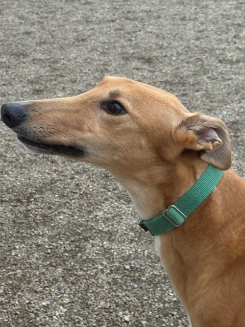 Enlarge Redford, a Adoptable mixed breed in Westerville, OH image 3/6