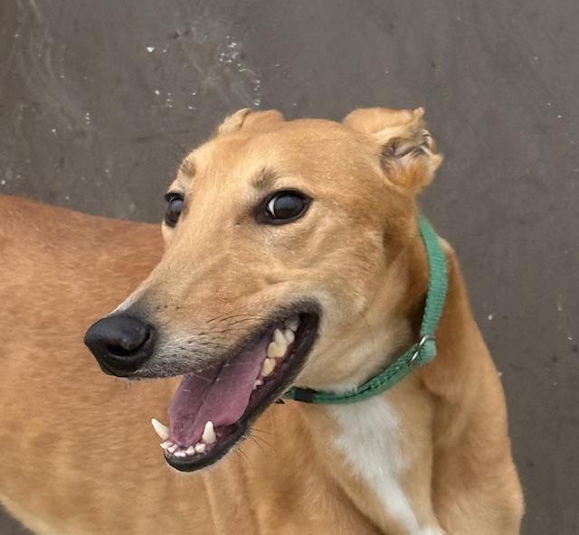 Enlarge Redford, a Adoptable mixed breed in Westerville, OH image 6/6