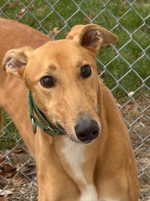 Redford, Adoptable, Adult Male Greyhound & Coonhound.