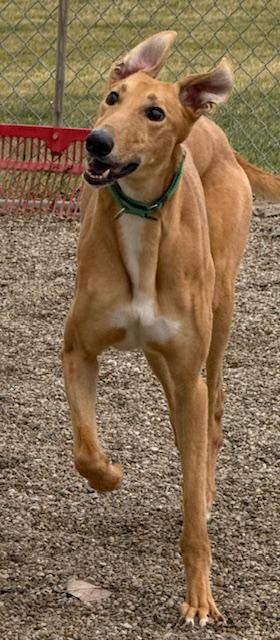 Enlarge Redford, a Adoptable mixed breed in Westerville, OH image 2/6