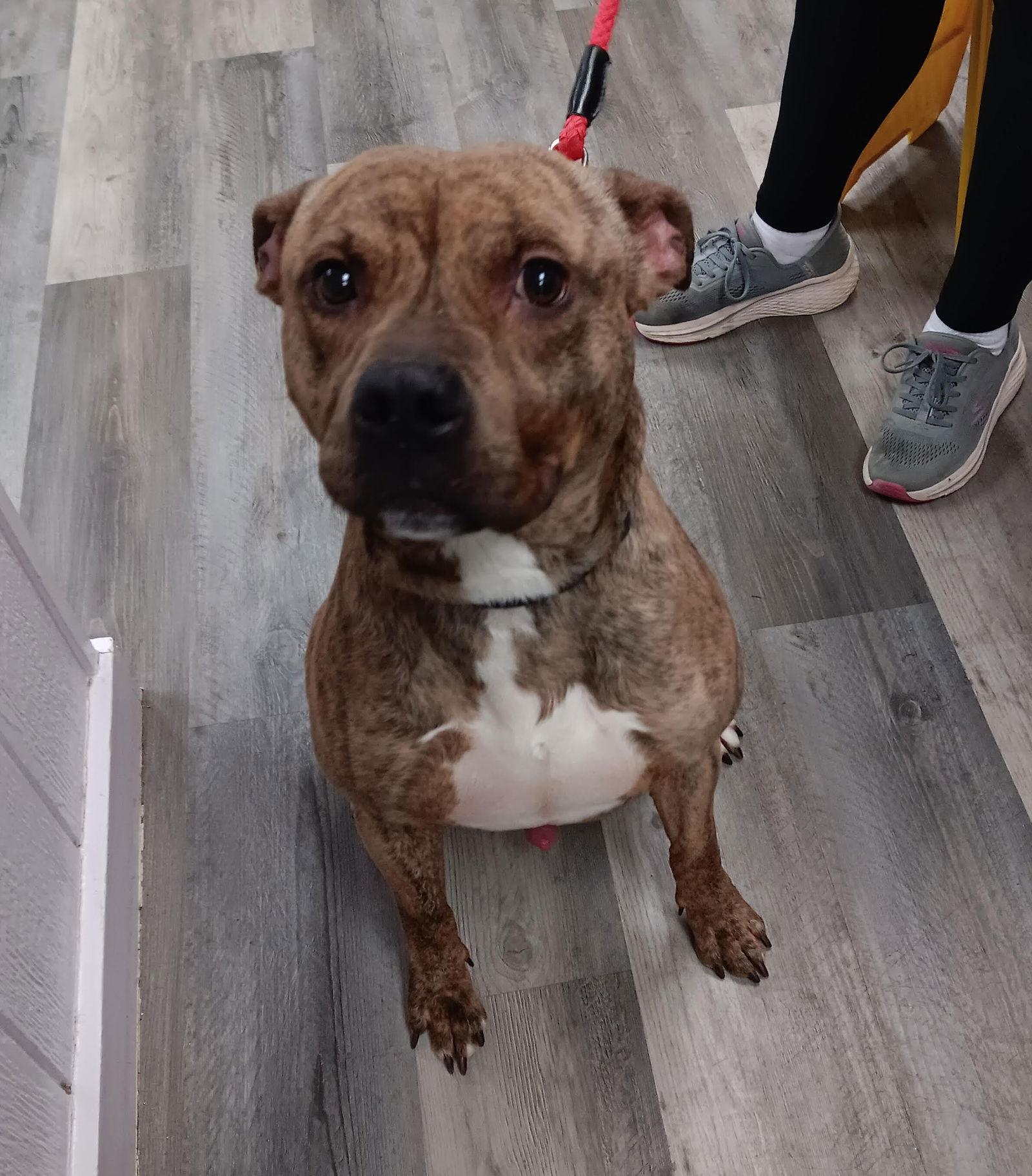 Bubbee, Adoptable, Young Male Pit Bull Terrier & Boxer.