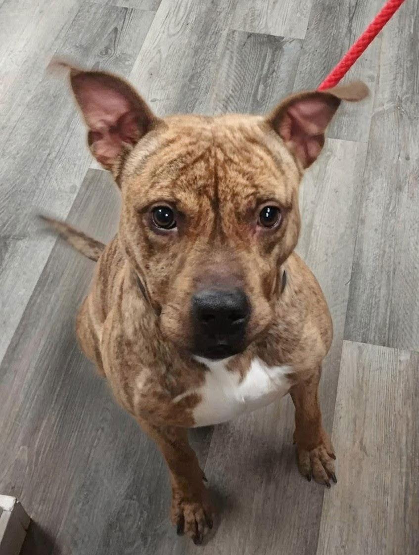 Enlarge Bubbee, a Adoptable mixed breed in Livonia, MI image 2/2