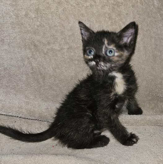 Enlarge Gabby, a Adoptable Domestic Short Hair in Chandler, AZ image 1/1