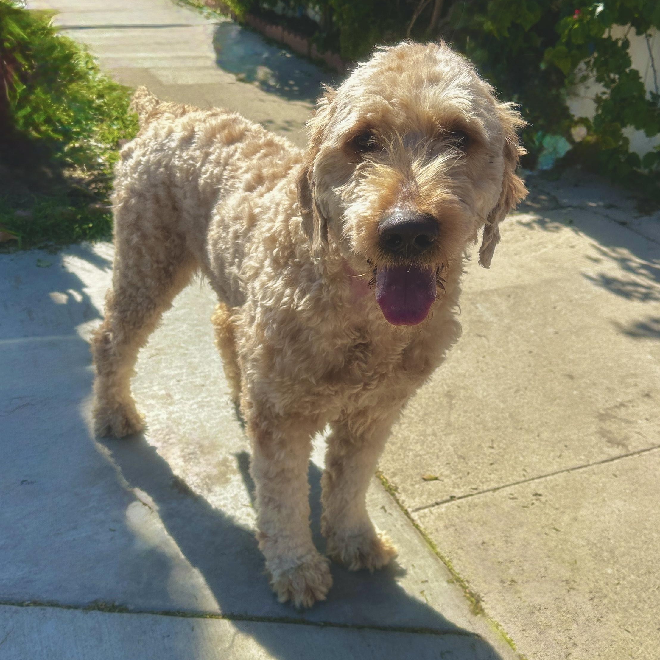 Brix, adopted, Adult Male Goldendoodle.