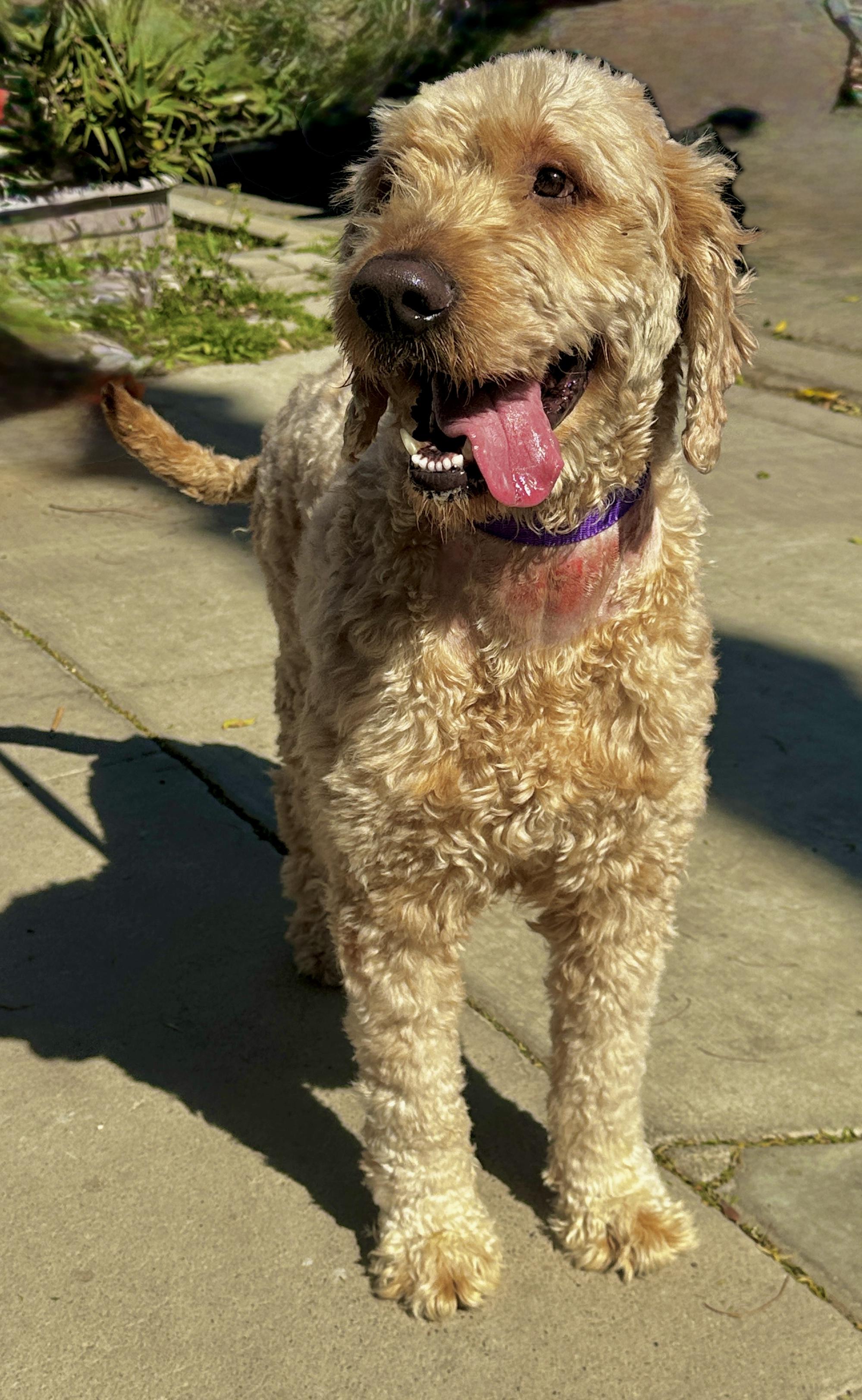 Enlarge Brix, an adopted Goldendoodle in Newport Beach, CA image 2/3