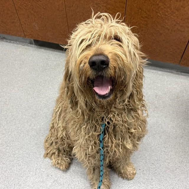 Enlarge Brix, an adopted Goldendoodle in Newport Beach, CA image 3/3