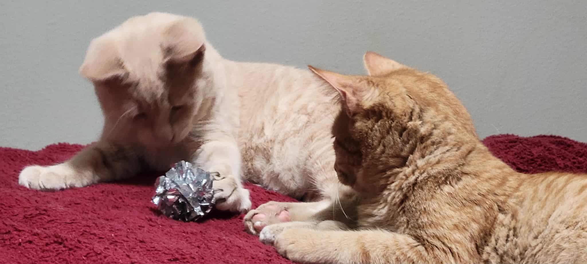 Enlarge Skittles, a hold Domestic Short Hair in Yakima, WA image 1/2