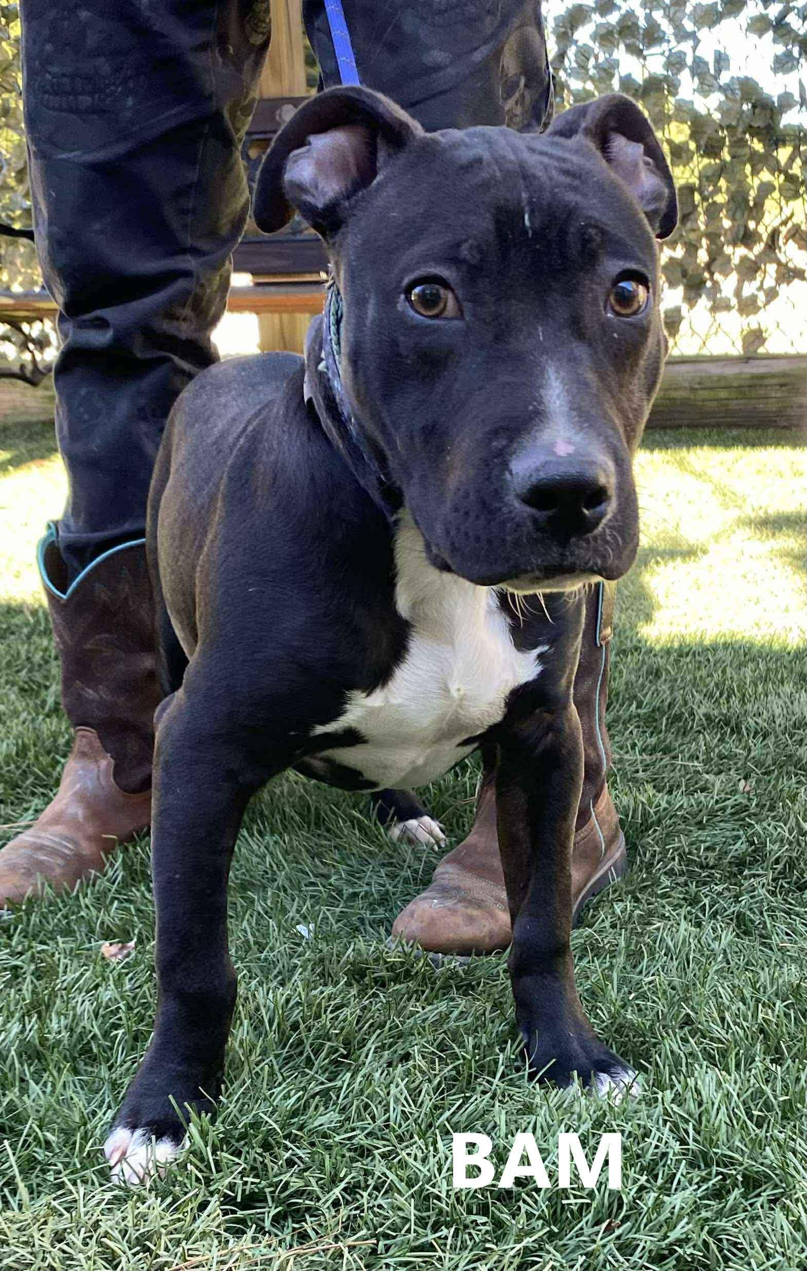 Enlarge Bam, a Adoptable mixed breed in Washington, GA image 1/5