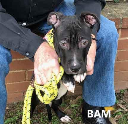 Bam, Adoptable, Puppy Male Pit Bull Terrier & Labrador Retriever.