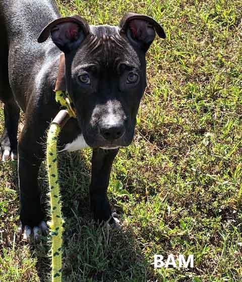Enlarge Bam, a Adoptable mixed breed in Washington, GA image 3/5