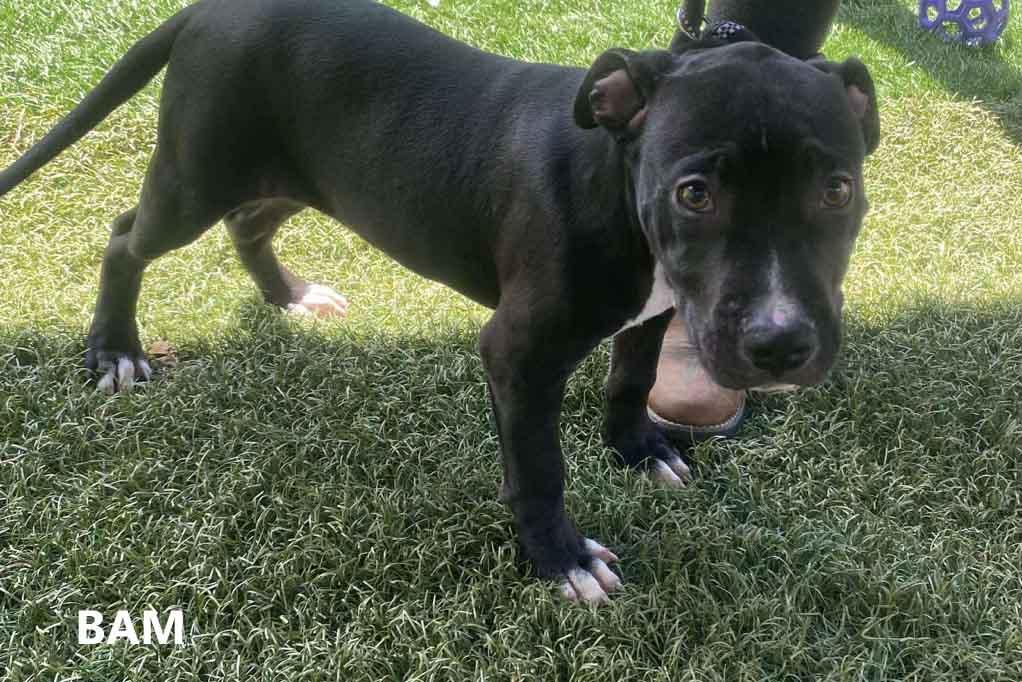 Enlarge Bam, a Adoptable mixed breed in Washington, GA image 5/5