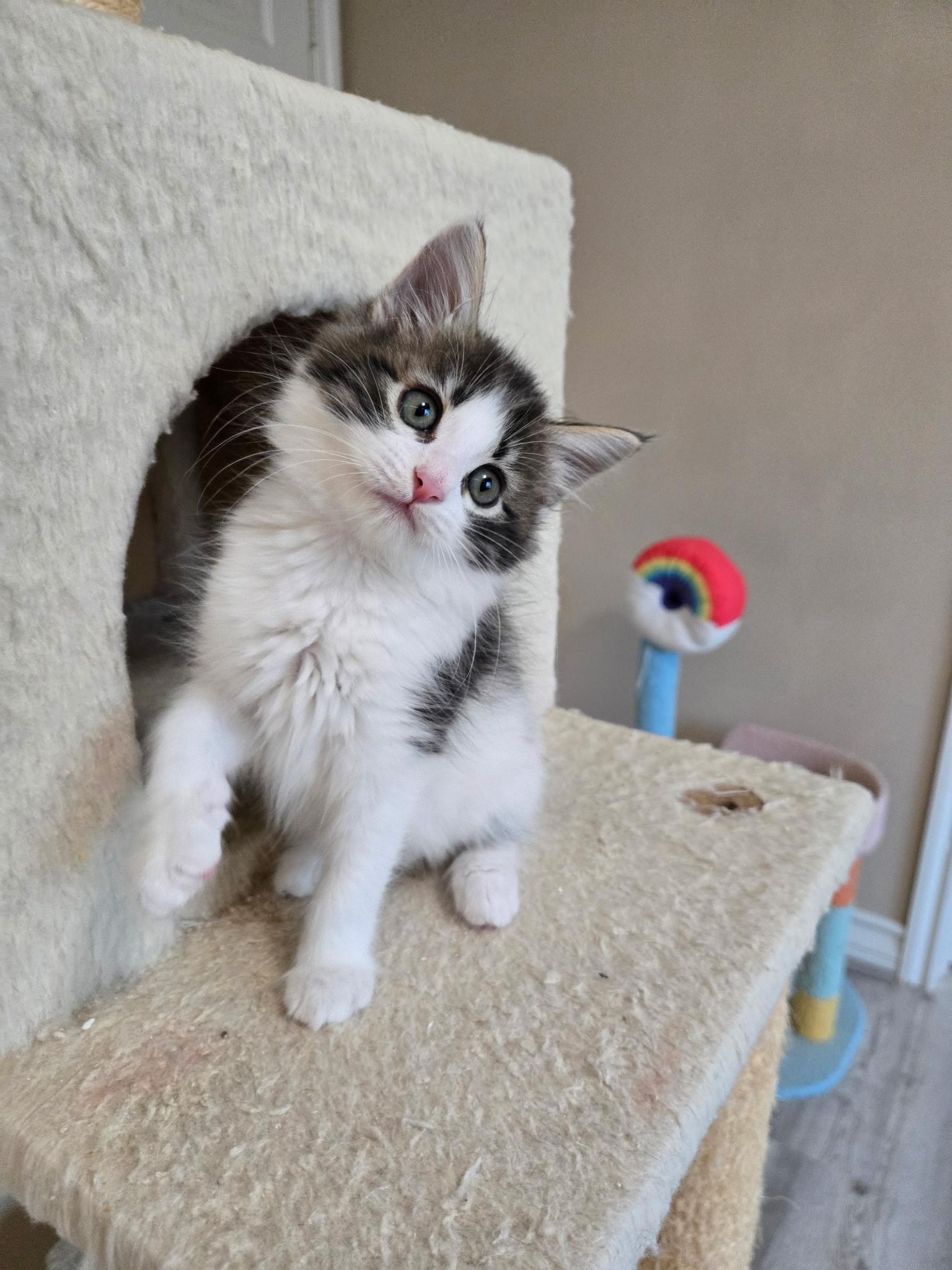 Enlarge Mack, an adopted Domestic Long Hair in Pacific Palisades, CA image 4/6