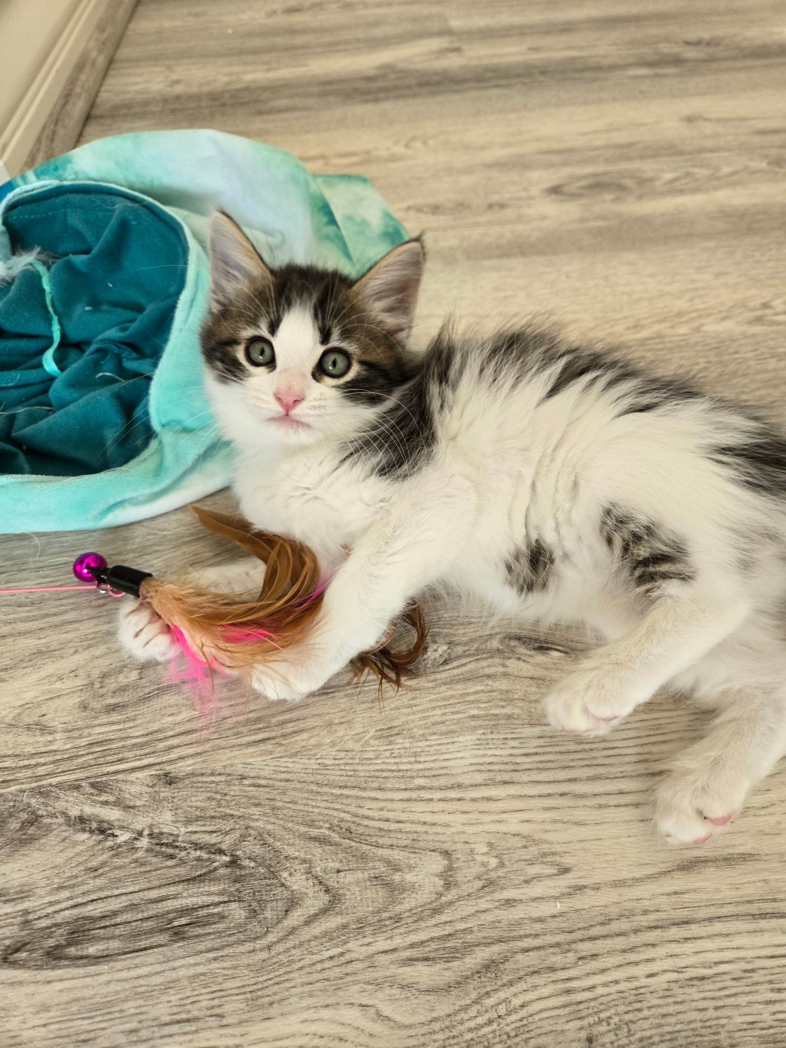 Enlarge Mack, an adopted Domestic Long Hair in Pacific Palisades, CA image 2/6