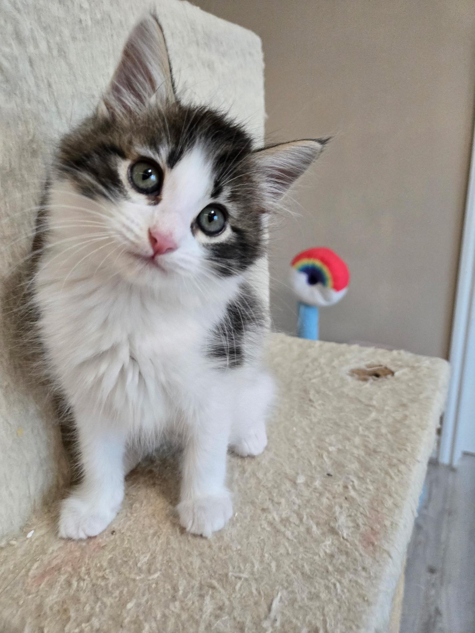 Enlarge Mack, an adopted Domestic Long Hair in Pacific Palisades, CA image 3/6