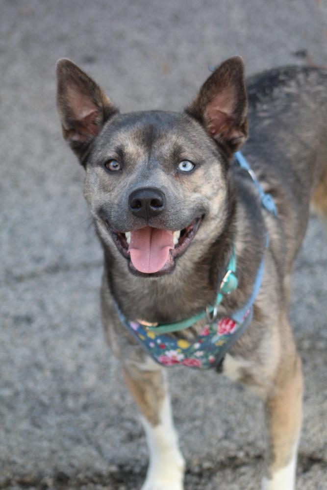 Mae, Adoptable, Adult Female Siberian Husky & Pit Bull Terrier.