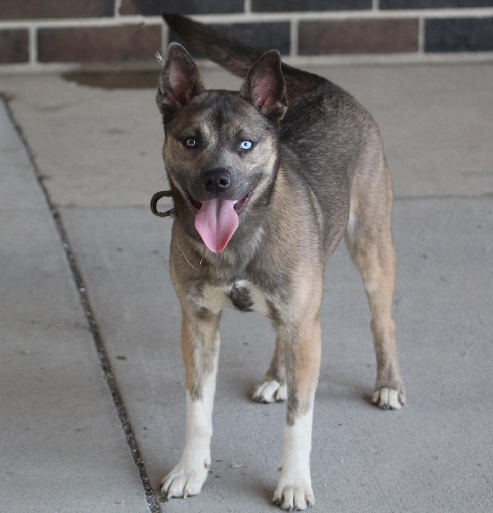 Mae, Adoptable, Young Female Siberian Husky & Pit Bull Terrier.