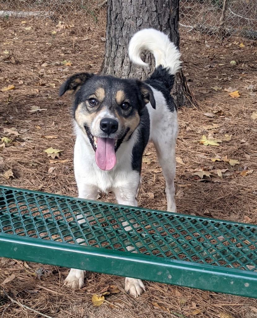 Charmington, Adoptable, Young Male Shepherd.