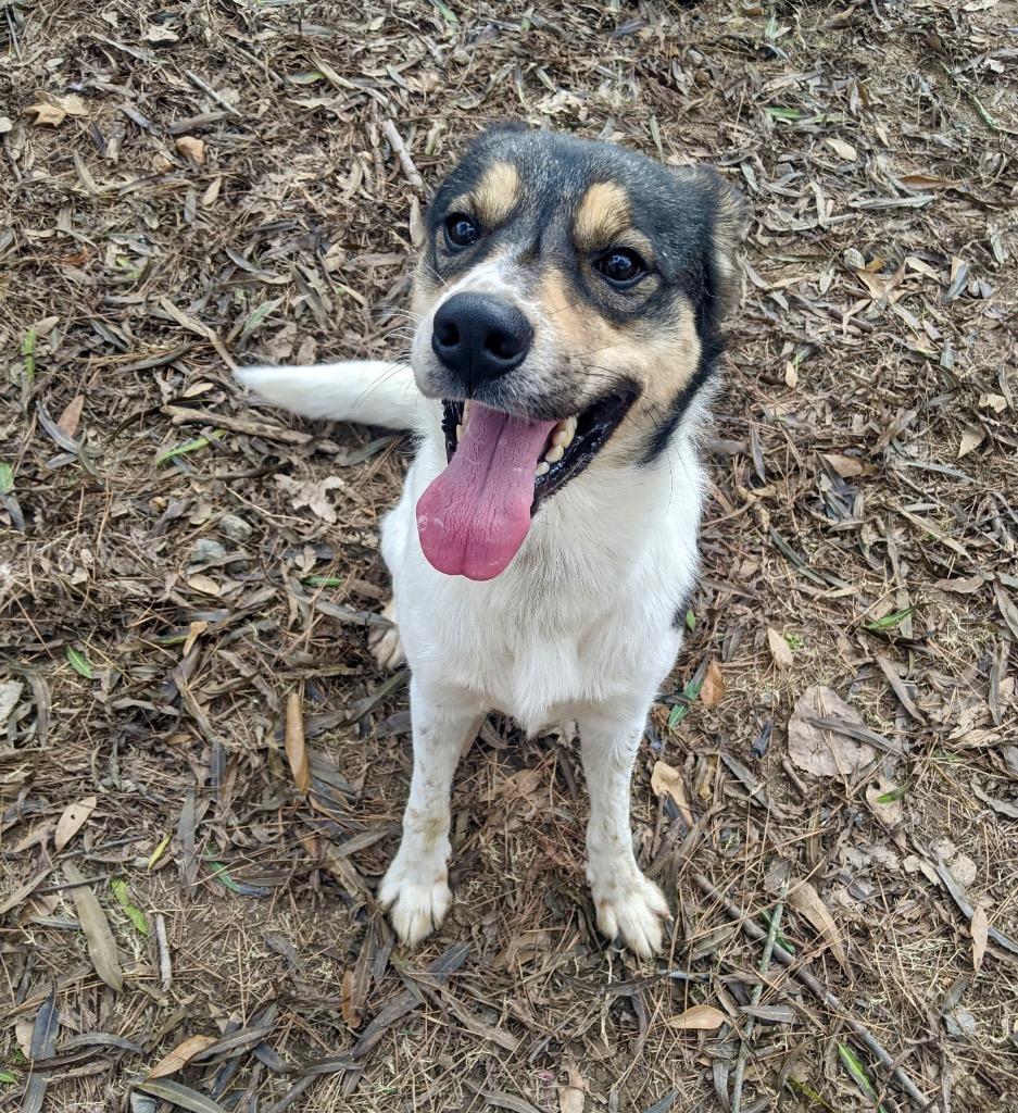 Enlarge Charmington, a Adoptable mixed breed in Little Rock, AR image 2/2