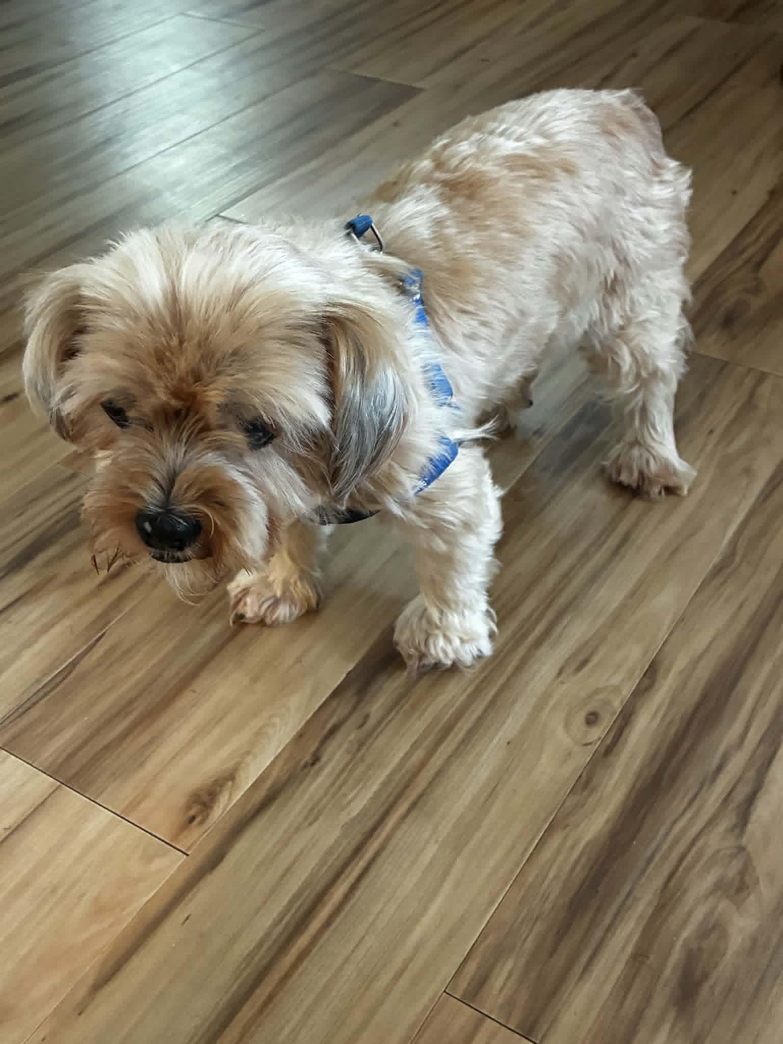 Goldie, an adopted Shih Tzu in Rutherfordton, NC image 3/3