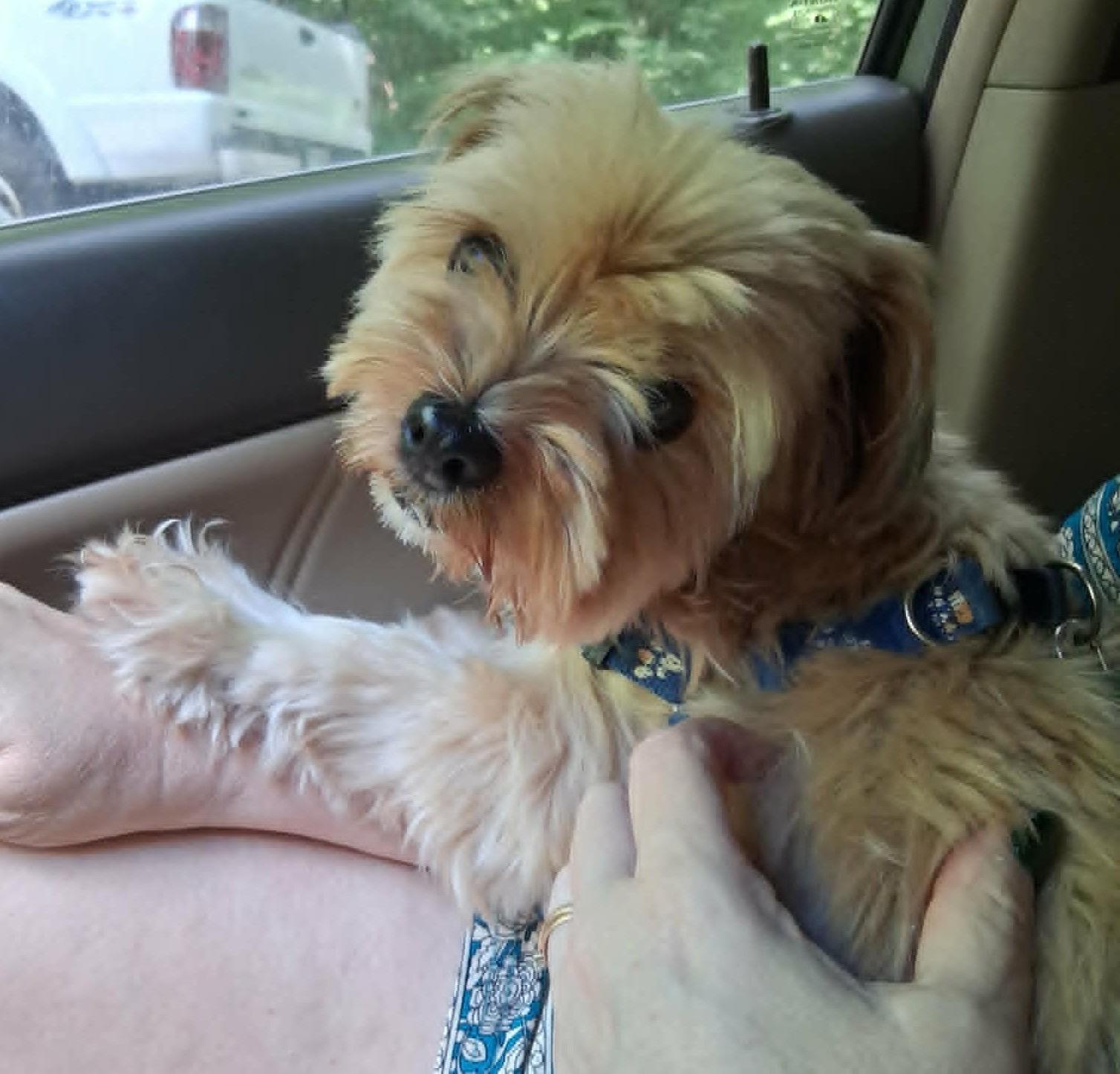 Goldie, an adopted Shih Tzu in Rutherfordton, NC image 2/3