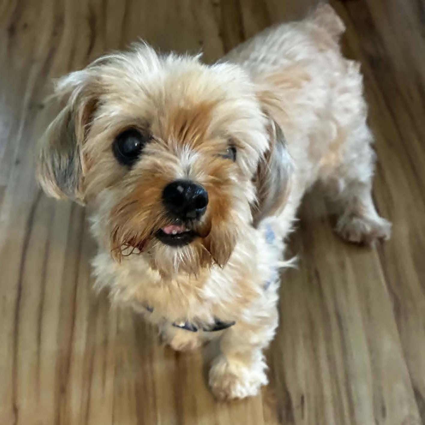 Goldie, adopted, Senior Female Shih Tzu.