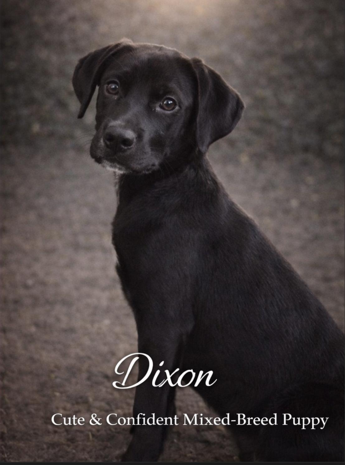 Dixon, a Adoptable Labrador Retriever in Livingston, TX image 1/2