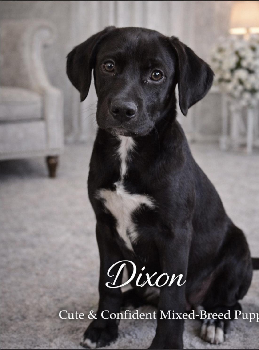 Dixon, a Adoptable Labrador Retriever in Livingston, TX image 2/2