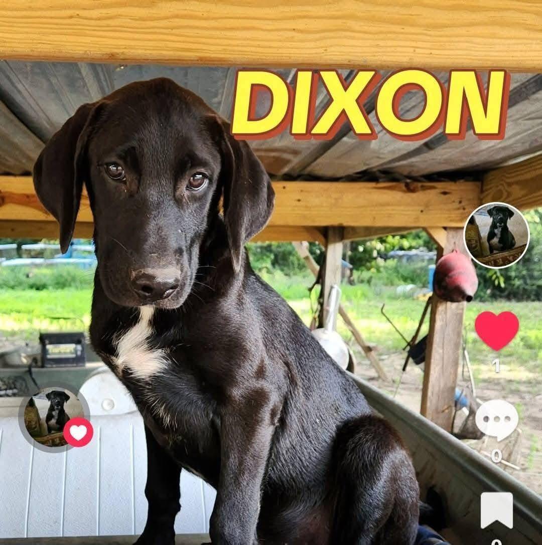 Dixon, Adoptable, Young Male Labrador Retriever.