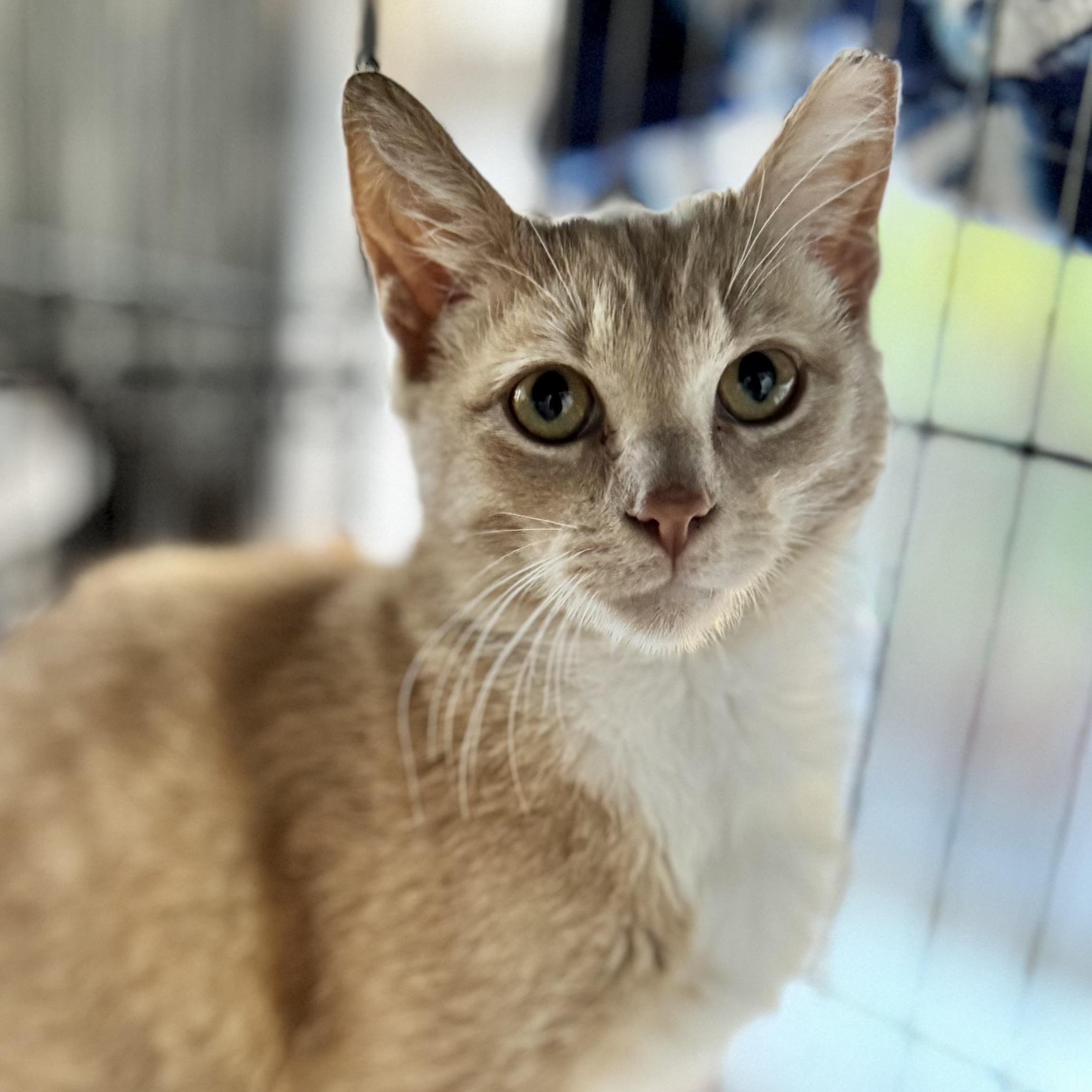 Enlarge Mango (gentle / mellow / sweet), a ADOPTABLE mixed breed in San Jose, CA image 3/6