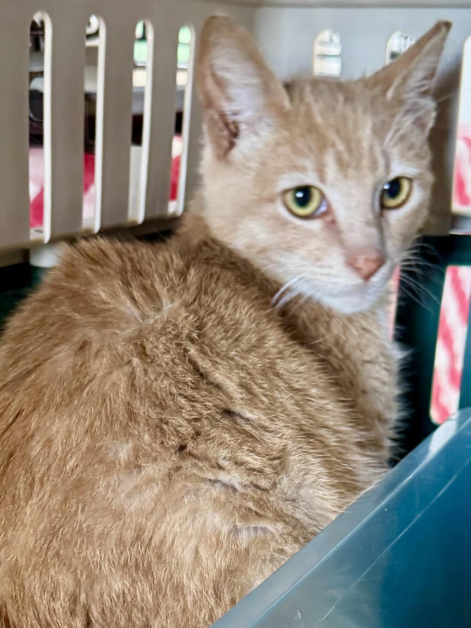 Enlarge Mango (gentle / mellow / sweet), a ADOPTABLE mixed breed in San Jose, CA image 6/6