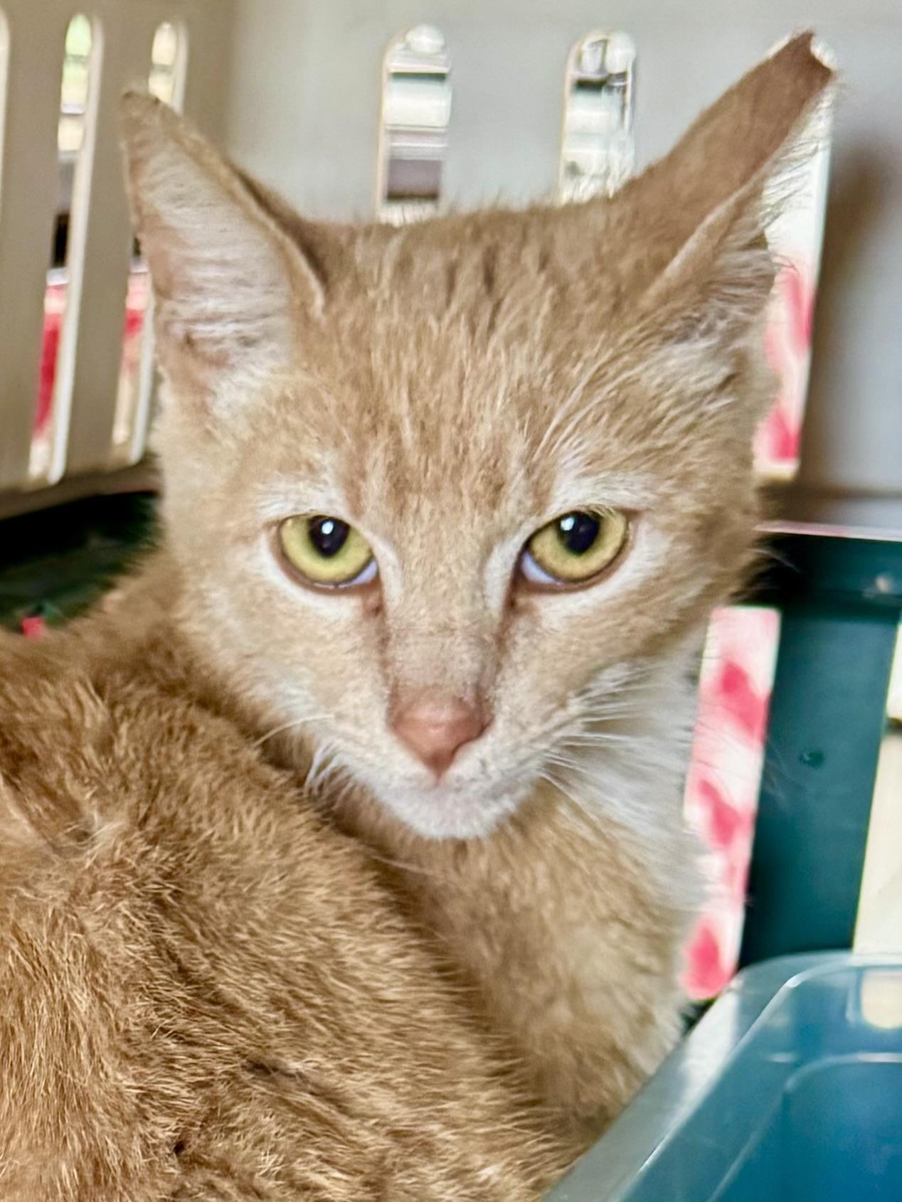 Enlarge Mango (gentle / mellow / sweet), a ADOPTABLE mixed breed in San Jose, CA image 2/6