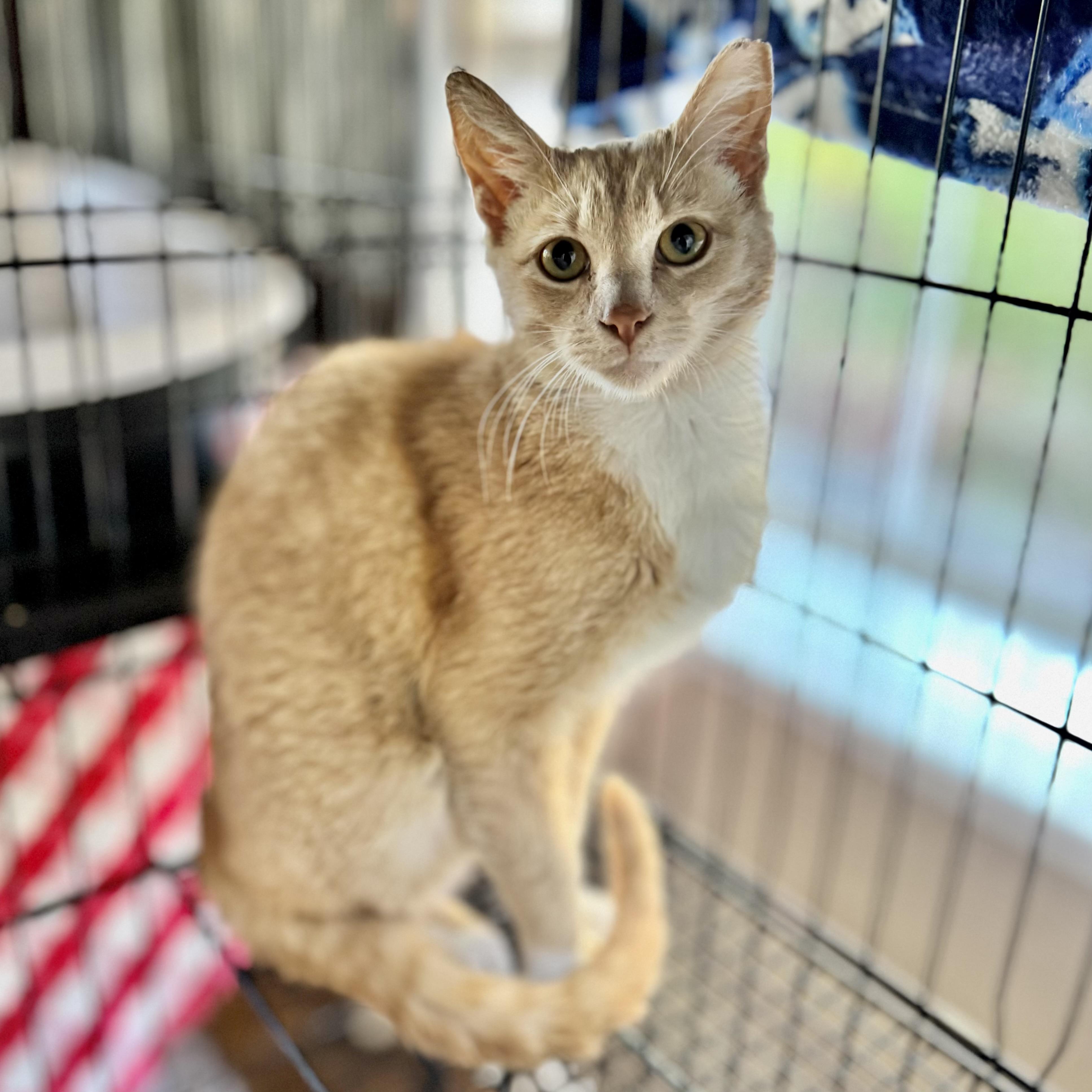 Enlarge Mango (gentle / mellow / sweet), a ADOPTABLE mixed breed in San Jose, CA image 1/6