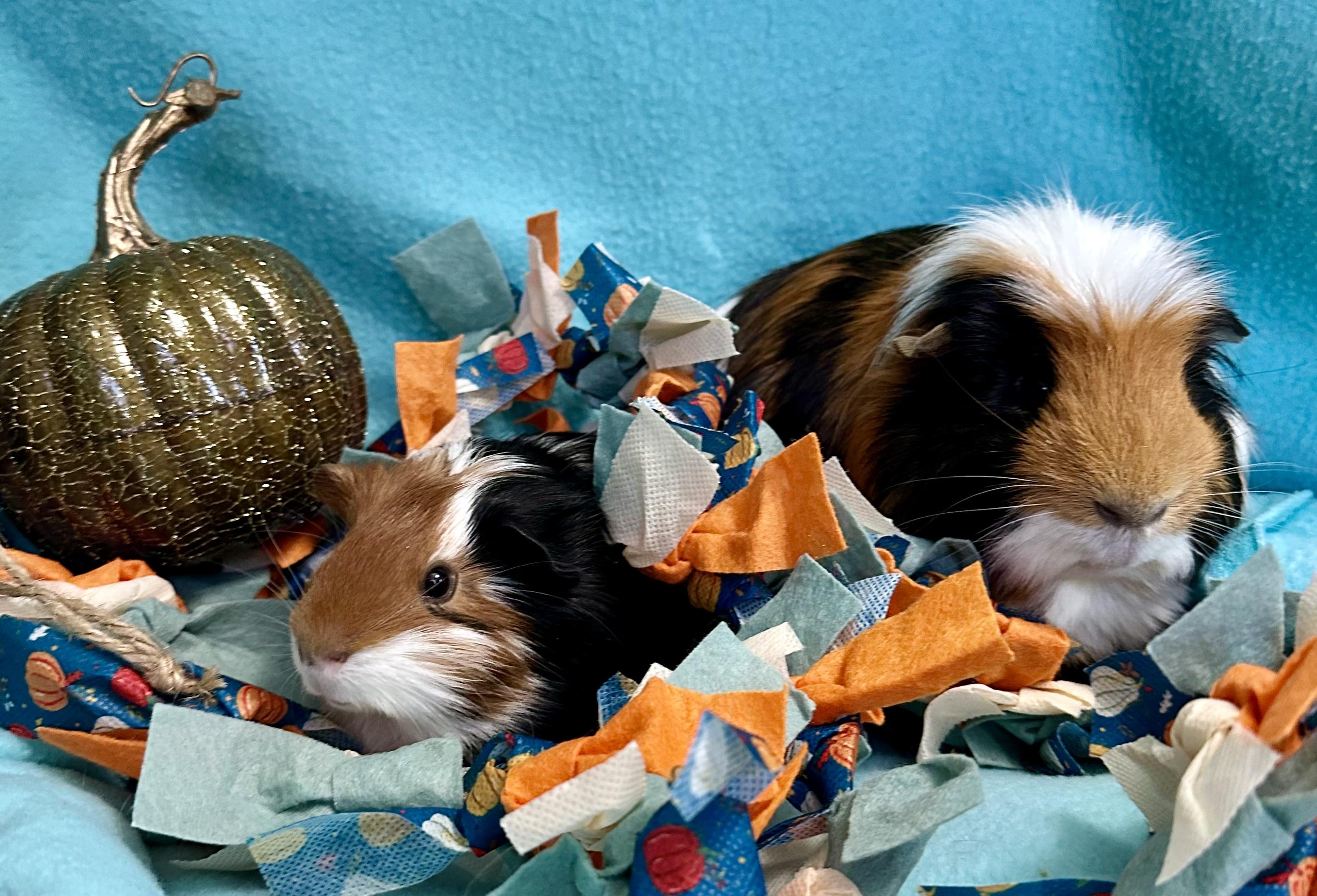 Enlarge Diego & Dill, an adoptable Guinea Pig in Austin, TX image 4/6