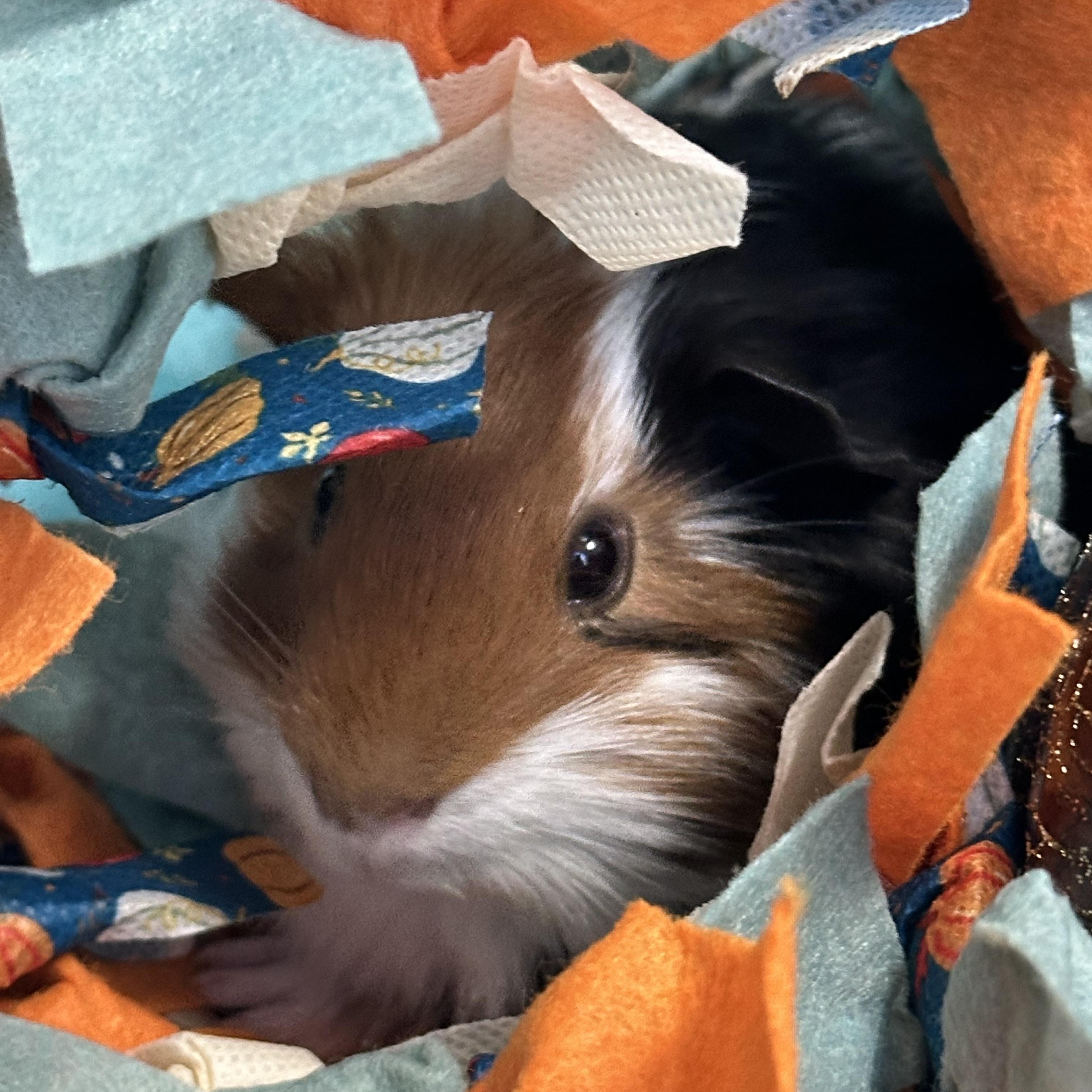 Enlarge Diego & Dill, an adoptable Guinea Pig in Austin, TX image 6/6