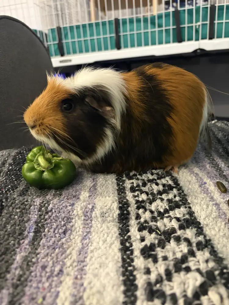 Diego, adoptable, Adult Male Guinea Pig.