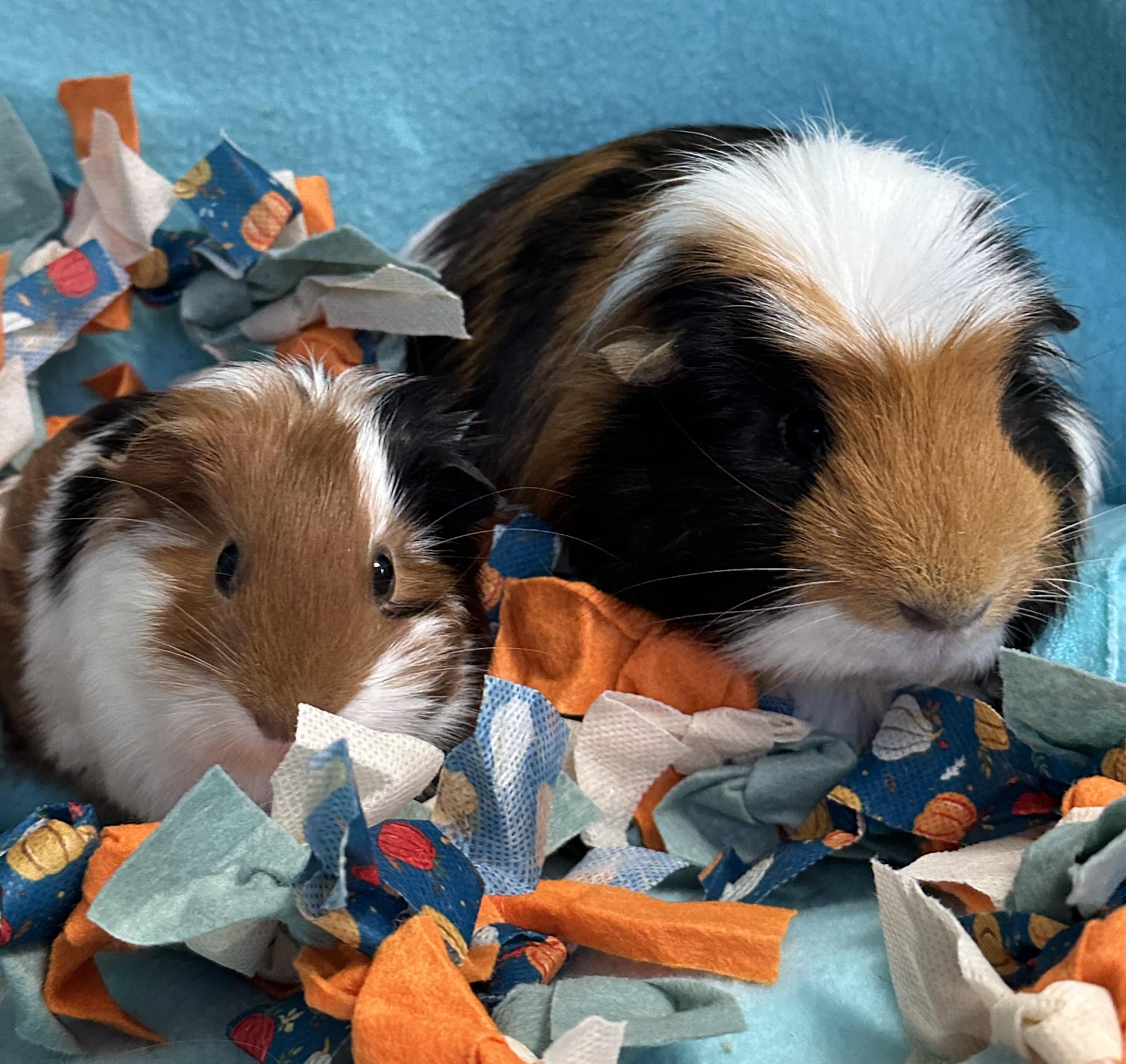 Enlarge Diego & Dill, an adoptable Guinea Pig in Austin, TX image 2/6