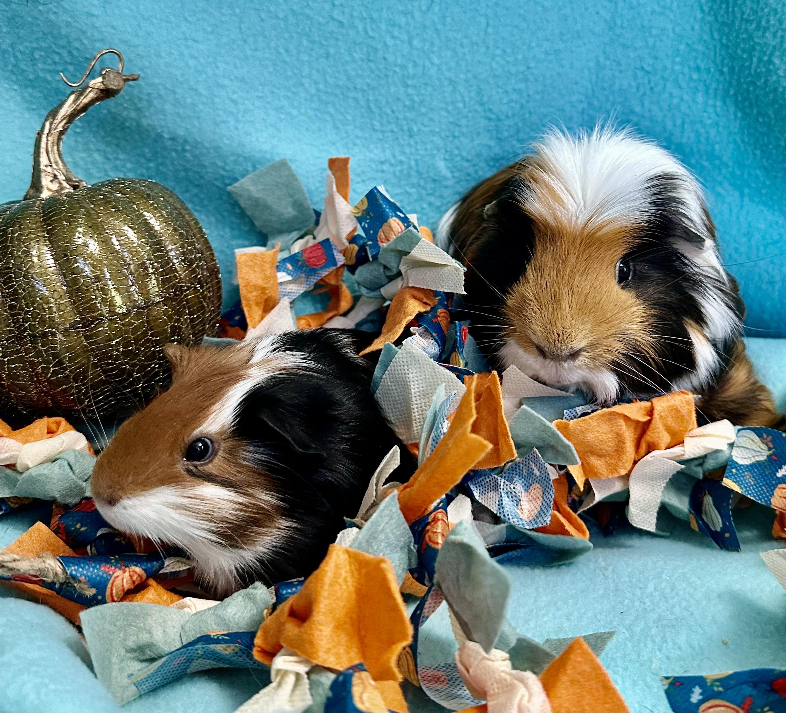 Enlarge Diego & Dill, an adoptable Guinea Pig in Austin, TX image 5/6