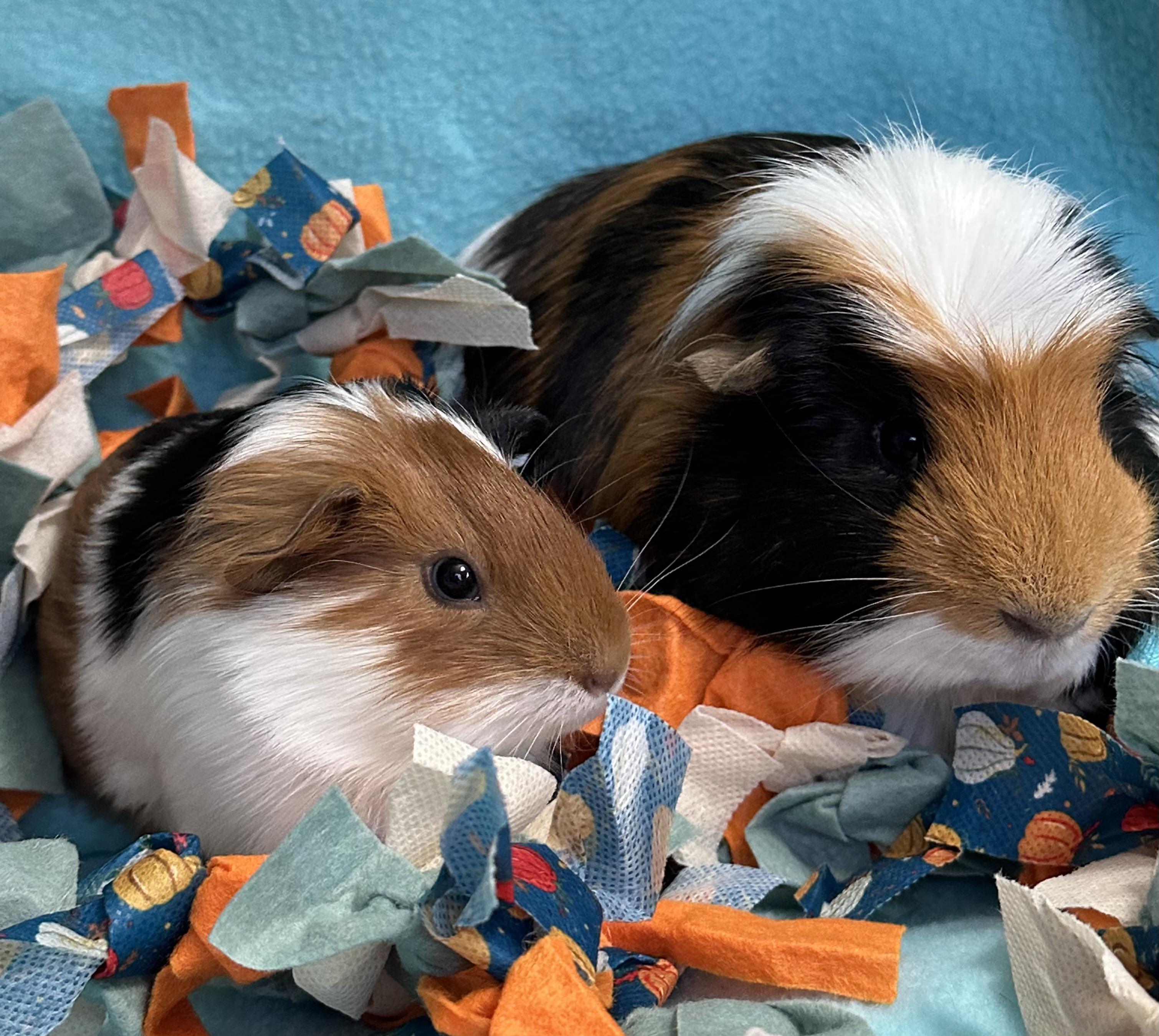Diego & Dill, adoptable, Young Male Guinea Pig.