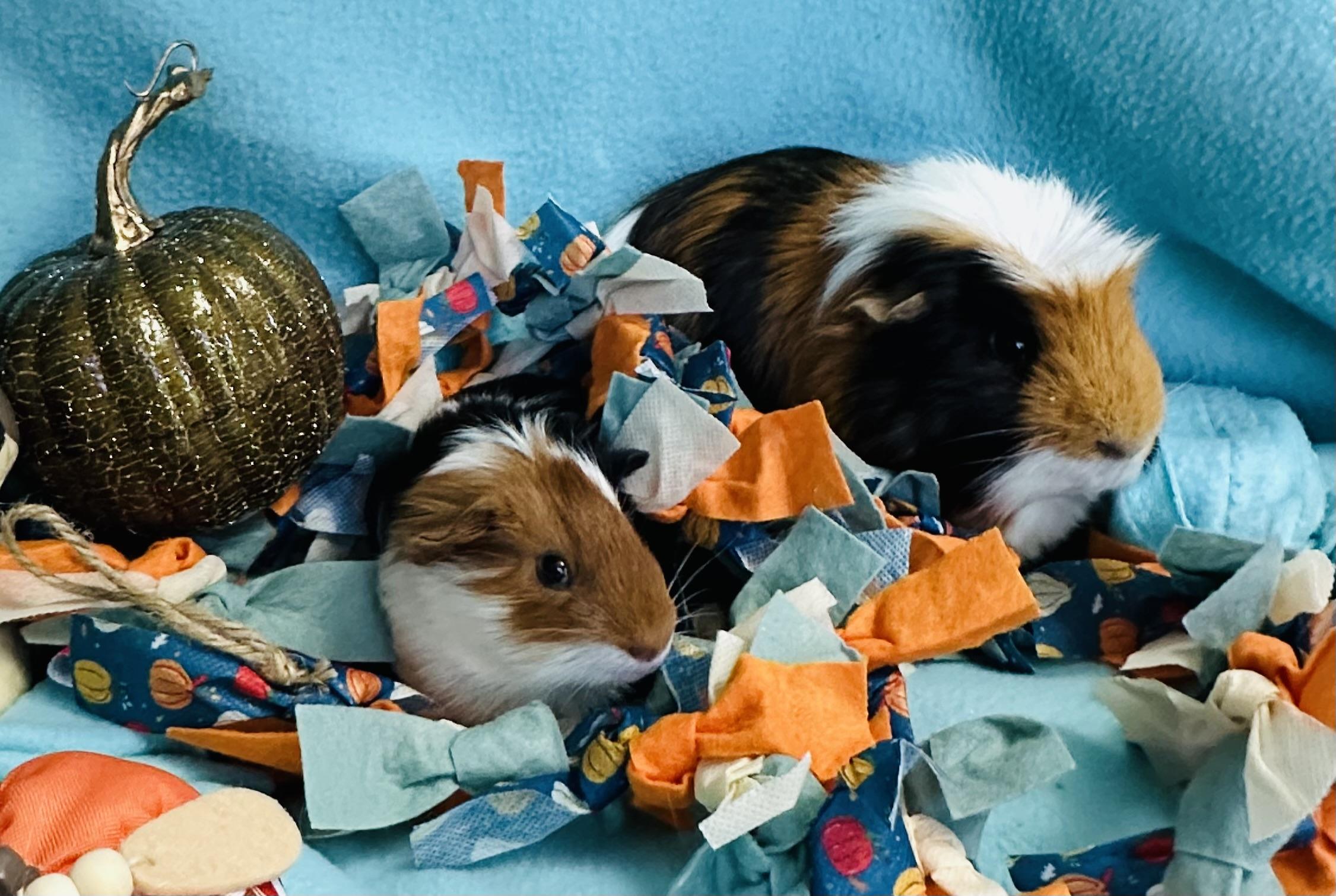 Enlarge Diego & Dill, an adoptable Guinea Pig in Austin, TX image 3/6