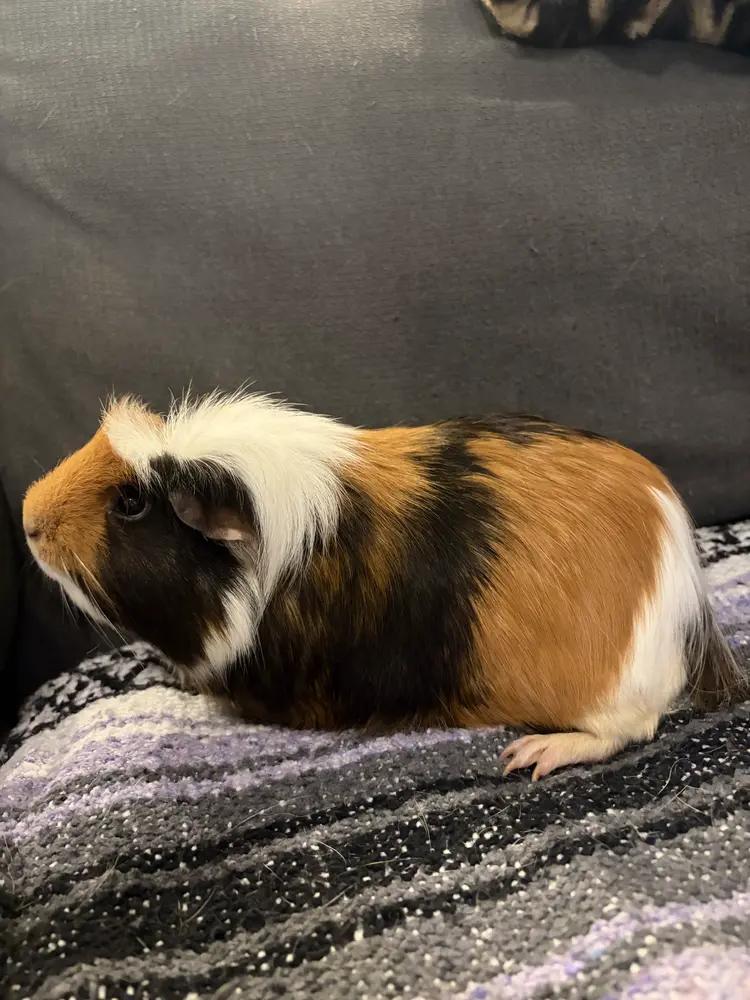 Enlarge Diego, an adoptable Guinea Pig in Austin, TX image 2/2