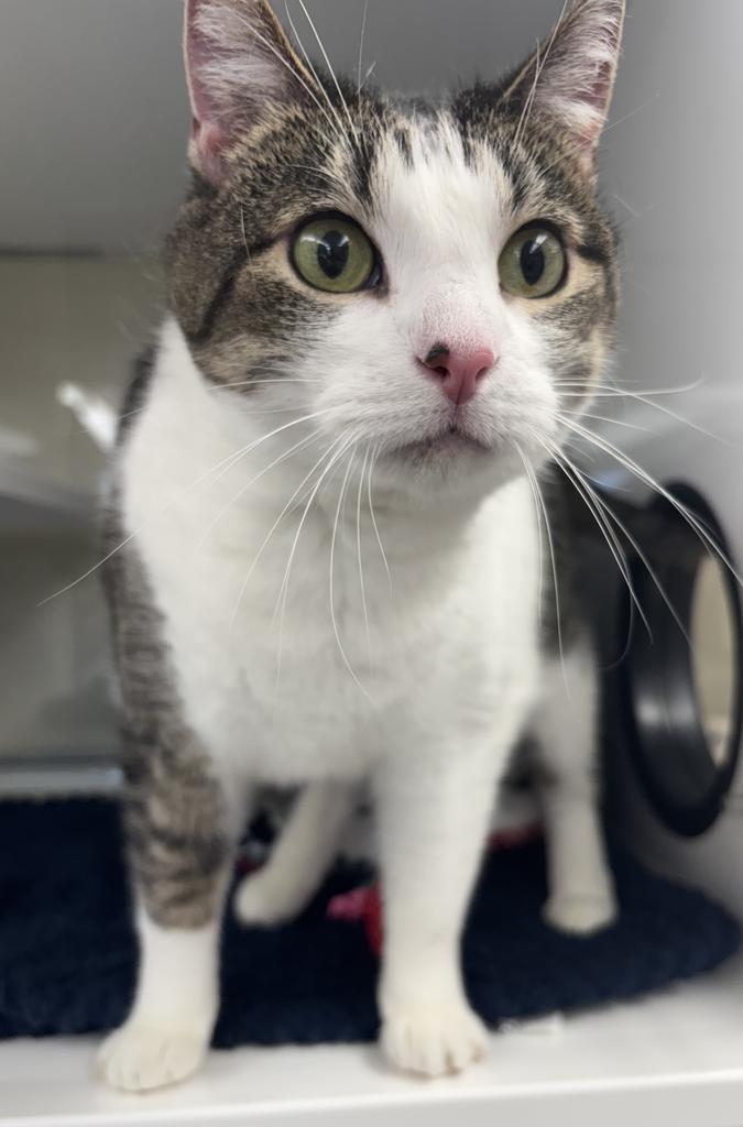 Tempeh, a Adoptable mixed breed in Saint Paul, MN image 2/2