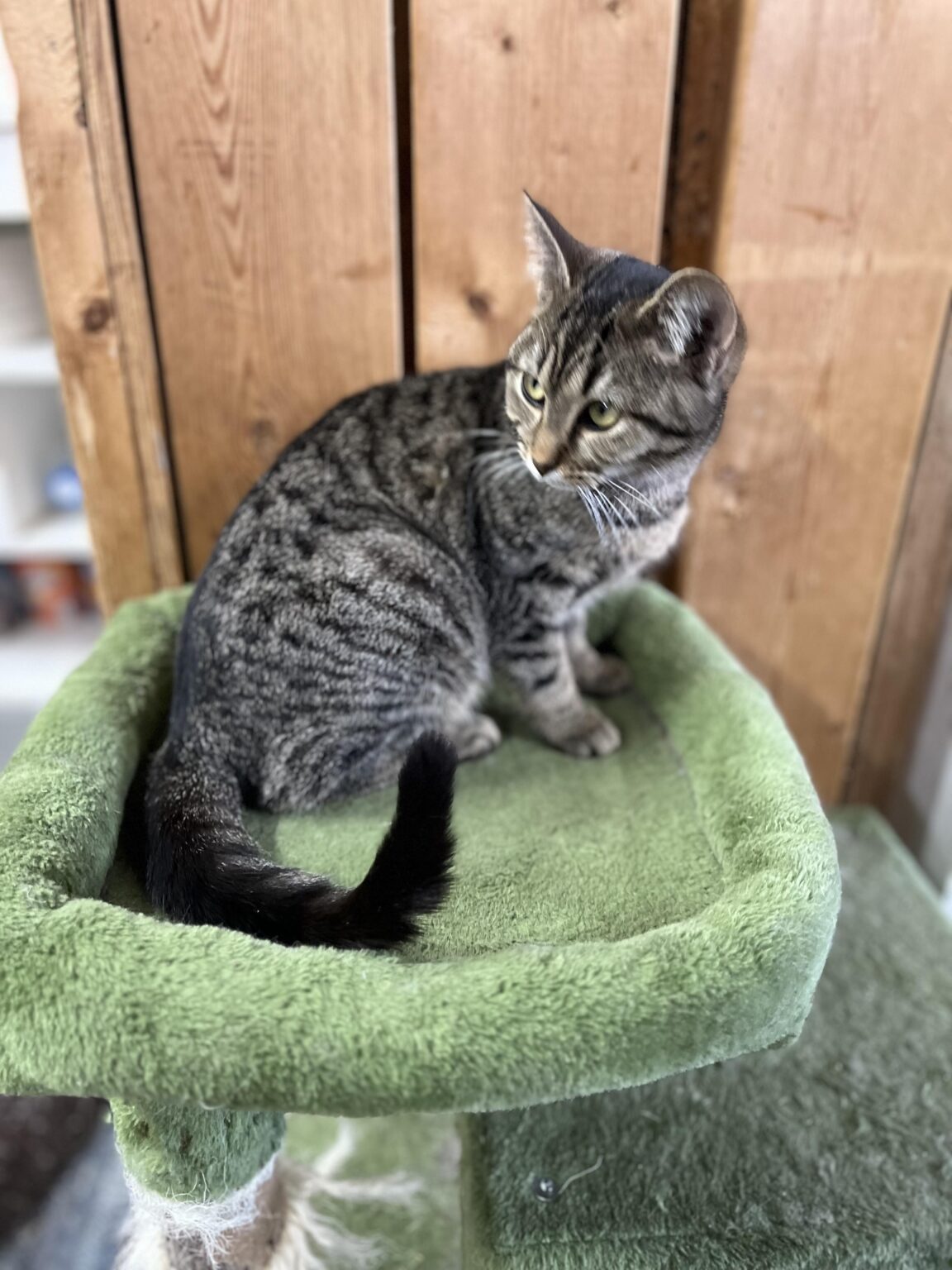 Heidi, Adoptable, Adult Female Tabby.