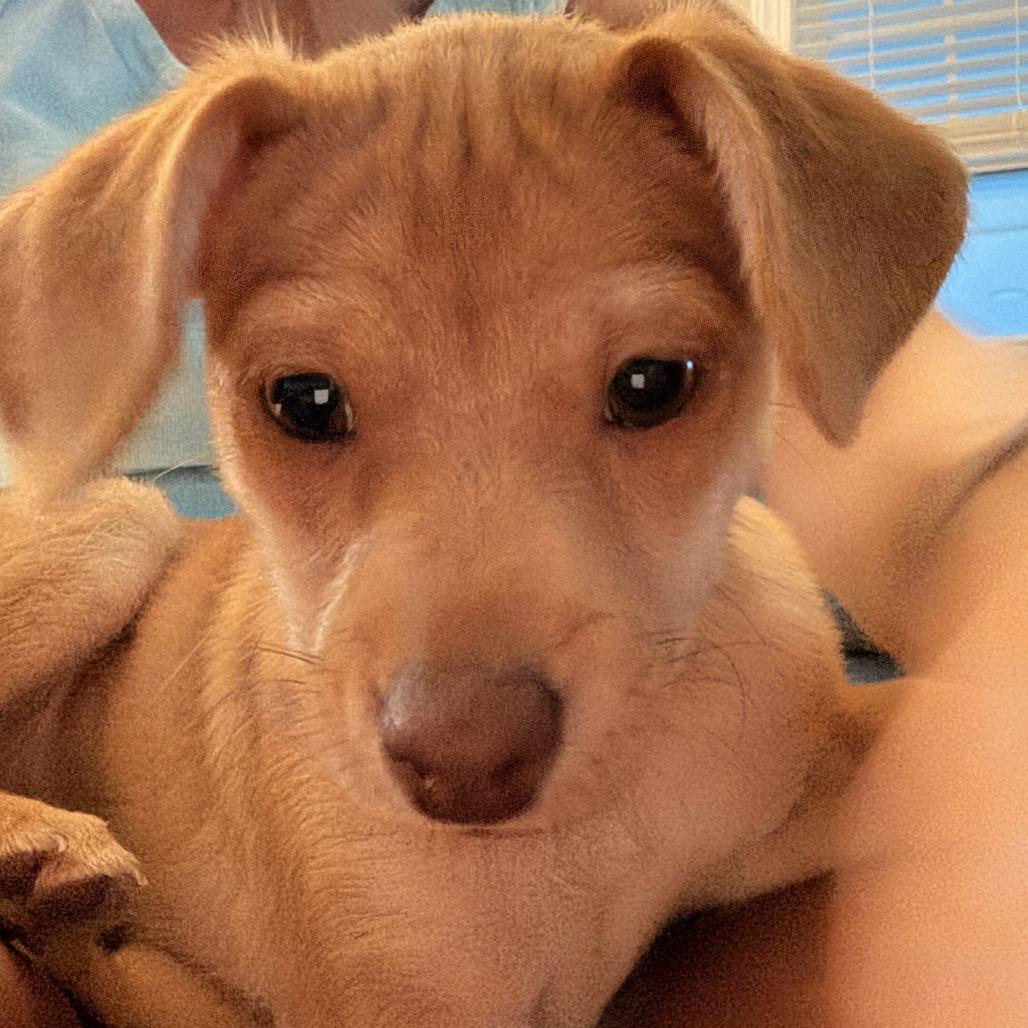 Enlarge Kiwi, a Adoptable mixed breed in Raleigh, NC image 1/5
