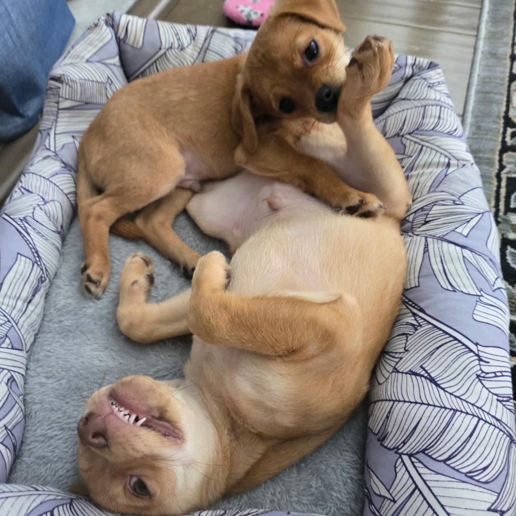 Enlarge Kiwi, a Adoptable mixed breed in Raleigh, NC image 2/5