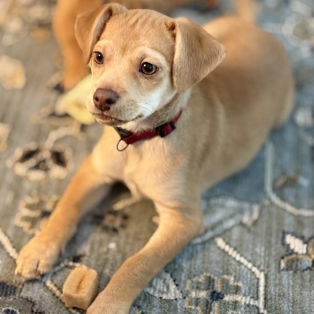 Enlarge Kiwi, a Adoptable mixed breed in Raleigh, NC image 3/5